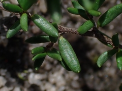 Cryptandra propinqua