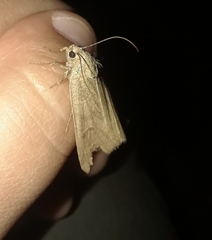 Lepidoptera