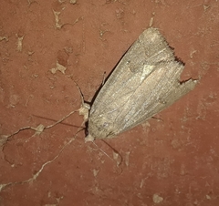 Lepidoptera