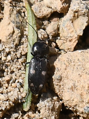 Paracardiophorus