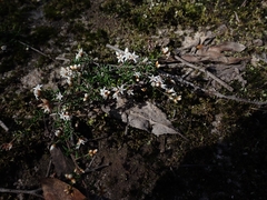 Cryptandra propinqua