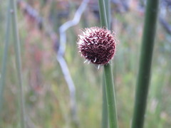 Chorizandra sphaerocephala
