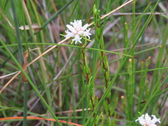 Cryptandra ericoides