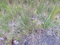 Chorizandra sphaerocephala