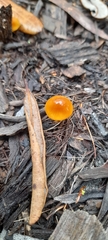 Conocybe filaris
