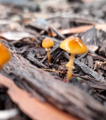 Conocybe filaris