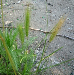 Hordeum murinum murinum