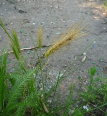 Hordeum murinum murinum