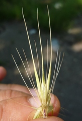 Hordeum murinum murinum