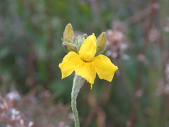 Goodenia glomerata