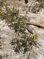 Cleomella parviflora