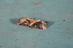 Spodoptera androgea