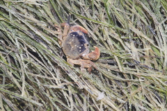 Cyclograpsus punctatus
