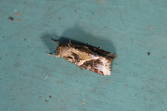 Spodoptera androgea