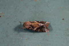 Spodoptera androgea