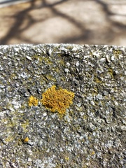 Variospora thallincola