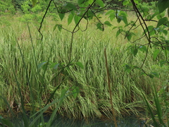 Cladium mariscus mariscus