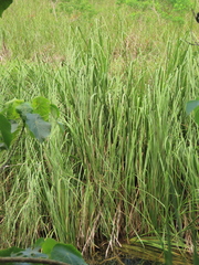 Cladium mariscus mariscus