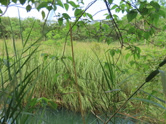 Cladium mariscus mariscus