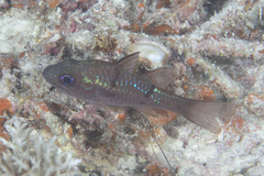Pristicon rhodopterus