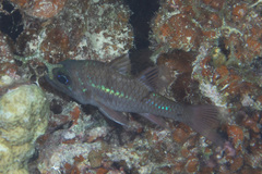 Pristicon rhodopterus