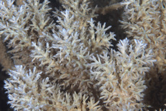 Acropora echinata