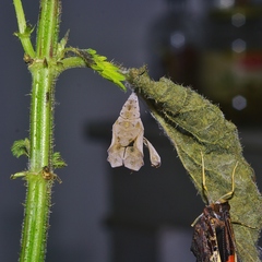 Vanessa atalanta atalanta