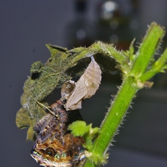 Vanessa atalanta atalanta