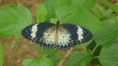 Cethosia cyane