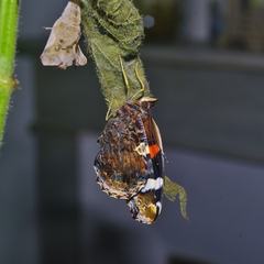 Vanessa atalanta atalanta