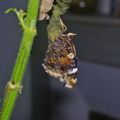 Vanessa atalanta atalanta
