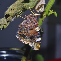 Vanessa atalanta atalanta