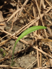 Ophioglossum thermale