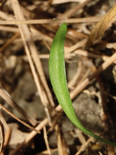 Image of Ophioglossum thermale by (c) chiuluan, some rights reserved (CC BY)