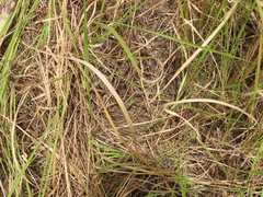 Ophioglossum thermale