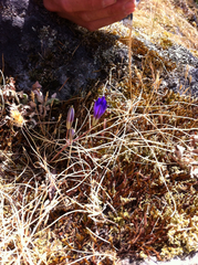 Brodiaea coronaria