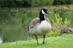 Branta canadensis