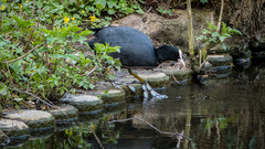 Fulica atra