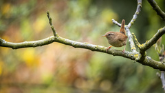 Troglodytes troglodytes