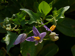 Solanum trilobatum