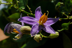 Solanum trilobatum