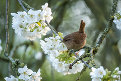 Troglodytes troglodytes