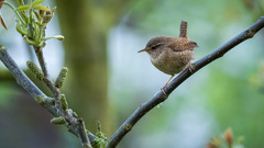 Troglodytes troglodytes