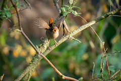 Troglodytes troglodytes