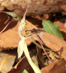 Chiloglottis diphylla