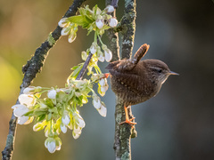 Troglodytes troglodytes