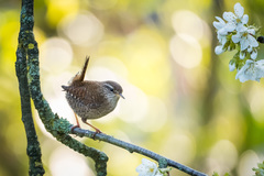 Troglodytes troglodytes
