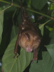 Hipposideros diadema
