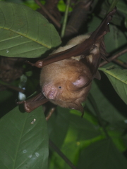 Hipposideros diadema