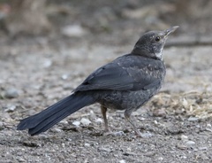 Turdus merula merula